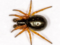 Hypsosinga pygmaea